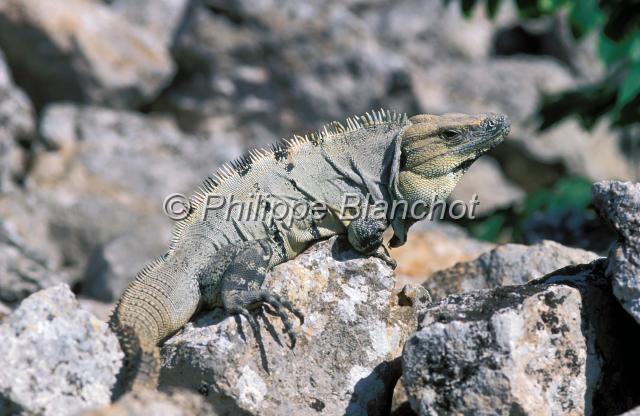 mexique 07.JPG - Iguane à queue épineuse du CapCtenosaura hemilophaSpiny-tailed IguanaMexique
